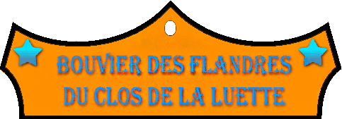 SITE WEB ELEVAGE DU CLOS DE LA LUETTE SPECIALISE POUR LE BOUVIER DES FLANDRES © COPYRIGHT DEPOSE